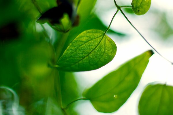 Feuilles vertes sur fond flou