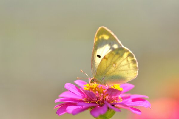 Papillon solaire sur une fleur rose