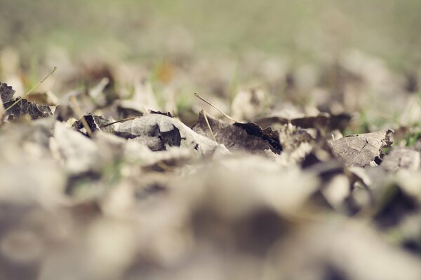 Feuilles mortes bokeh sec