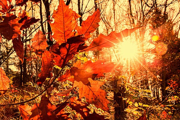 The rays of the sun shine through the golden foliage