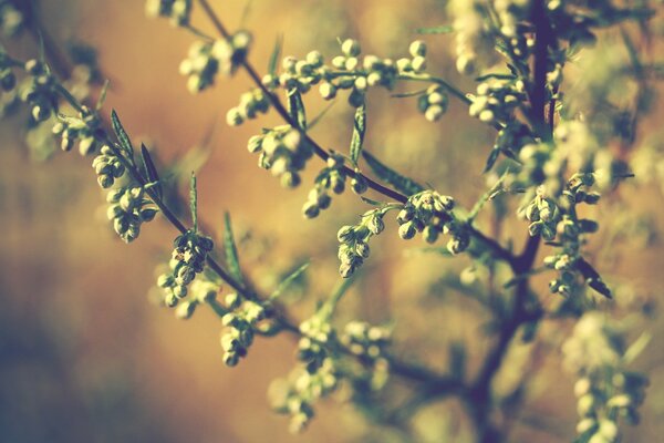 The rays of the sun on the branches of the plant