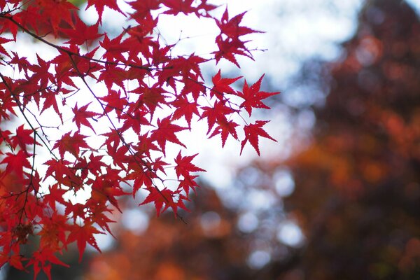 Albero di acero con foglie rosse