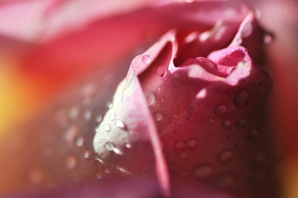 Rosa cubierta de rocío de la mañana