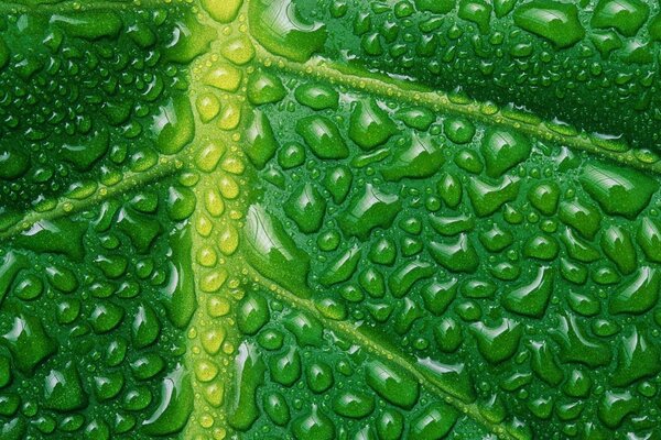 Nahaufnahme von Wassertropfen auf den Blütenblättern