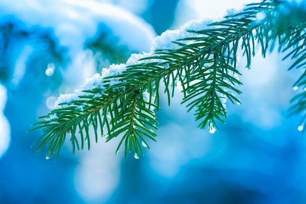 Neige fondante sur une branche d épinette, des gouttelettes d eau s écoulent sur les aiguilles