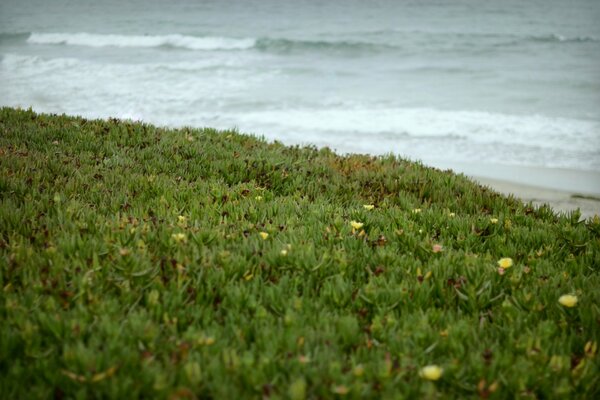 Hierba verde playa olas