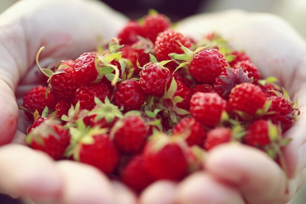 Beeren aus dem Wald in der Hand