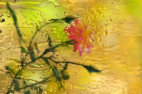 Fleur rose sous verre