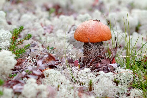 A beautiful aspen tree on a moss pillow