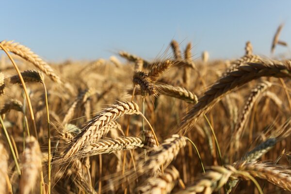 Golden ears with grains on the field