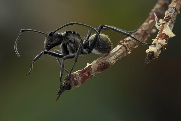 Hormiga negra con zarcillos evalúa el mundo