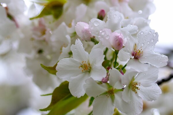 A cherry branch is strewn with flowers