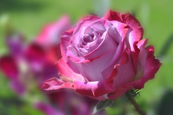 Kwitnąca różowa róża w polu