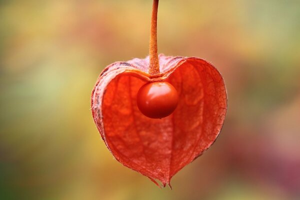 Red physalis in macro photography