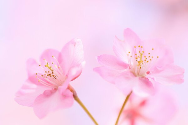 Delicate pink flowers