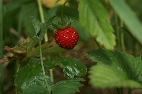 Red strawberries in leaves