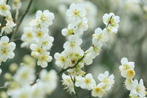 Kleine weiße Kirschblüten