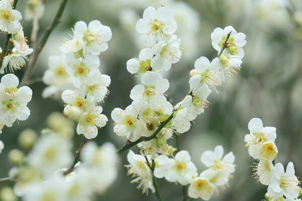 Małe białe kwiaty wiśni