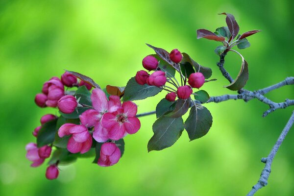 Ein Ast mit rosa Blüten