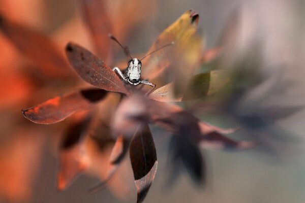 Macro d une sauterelle sur une feuille d herbe