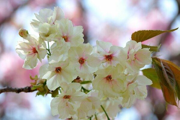 White-pink buds and flowers on a tree