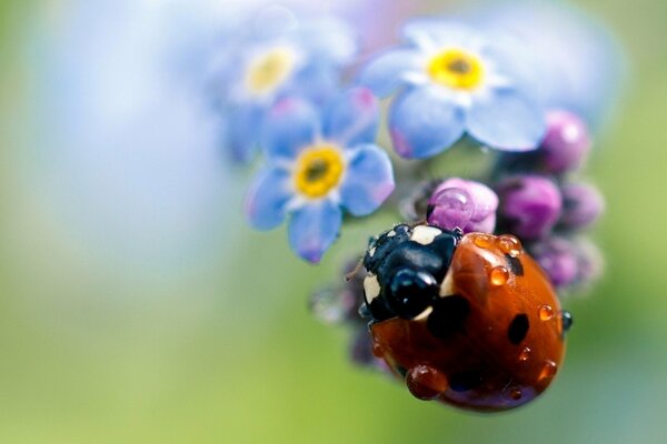 Coccinelle sur une fleur pourpre