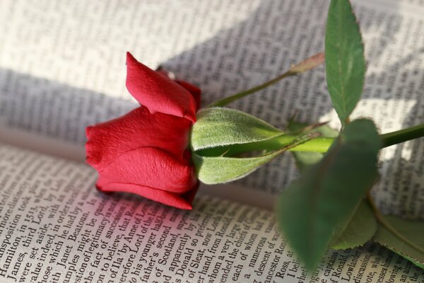 Fleur rose livre lettres