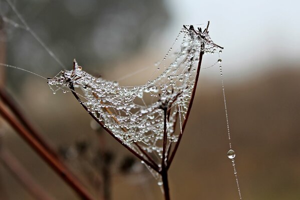 Dew drops on the web