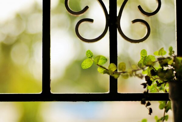 Flower on a lattice background