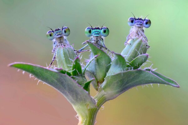 Insetti divertenti sul ramo della pianta