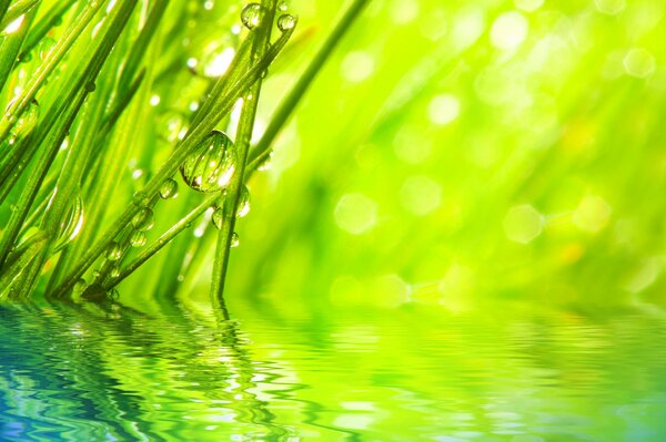Green dew in the reflection on the water