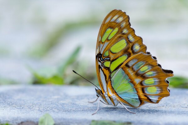 Fotografía macro de una mariposa desde un lado sobre un fondo borroso
