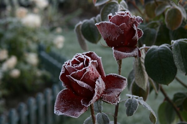 Frozen red roses in frost