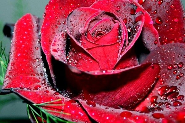 Cool Rose with dew drops