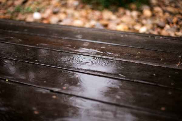 Gotas de lluvia en un árbol oscuro