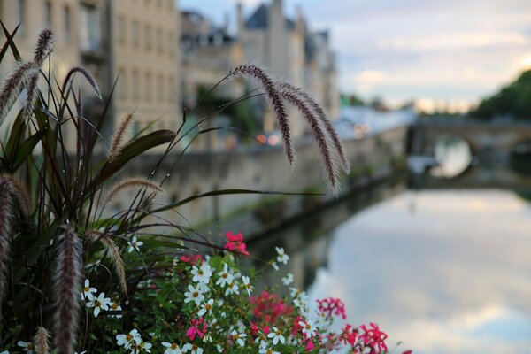 Photo of a city with flowers in the foreground