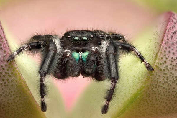 Die Spinne bereitet sich darauf vor, auf eine Blume zu springen