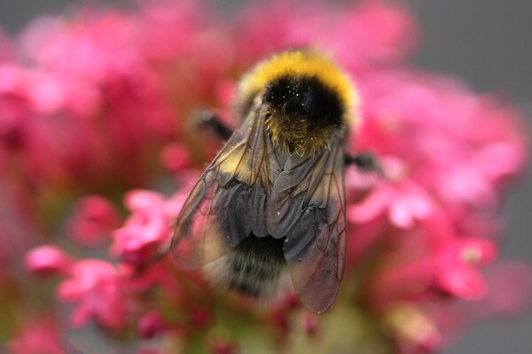 Bumblebee collecting nectar from pink flowers