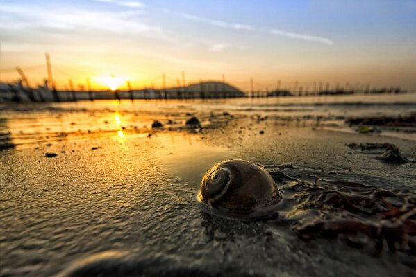 Coquillage dans l eau sur fond de coucher de soleil