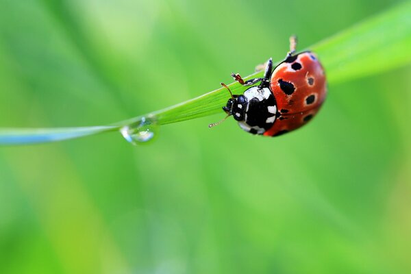 Ladybug hurries to drink from a dewdrop