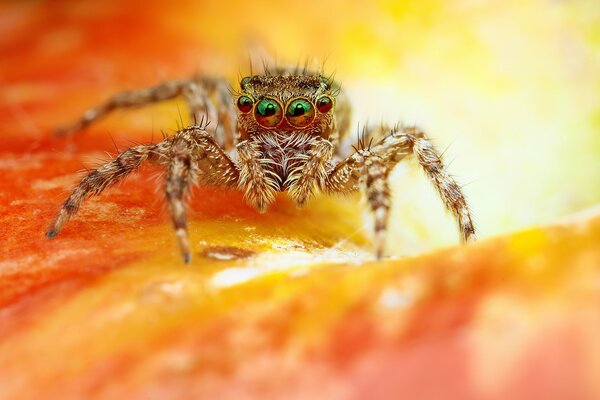 Die Spinne schaut sich nicht bewegt die Augen sind grün