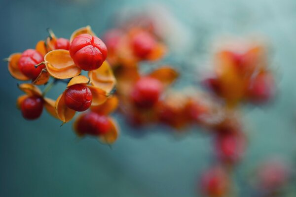 Ramo con bacche rosse nella foto autunnale