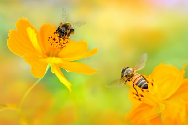 Dwie pszczoły na dwóch żółtych kwiatach