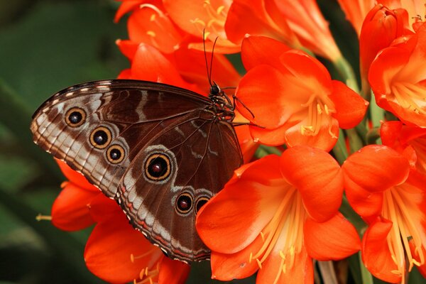 Motyl z wzorami na skrzydłach