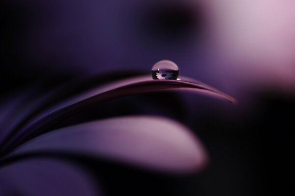 A purple drop on a purple branch