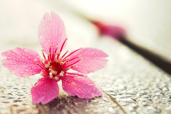 Drops on a flower. Macro Flower