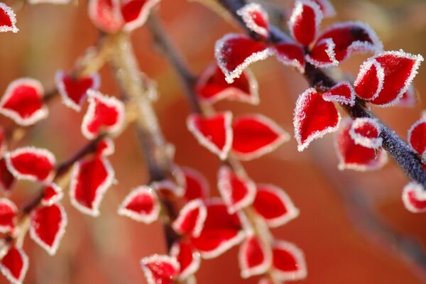 Hojas rojas en la rama. Macropryroda