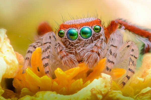 La mirada de una linda araña en una flor