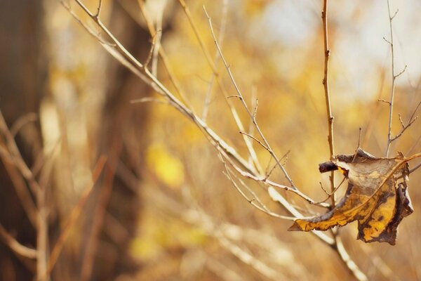 Las últimas hojas de otoño en los árboles