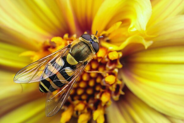 Yellow wasp on a yellow flower